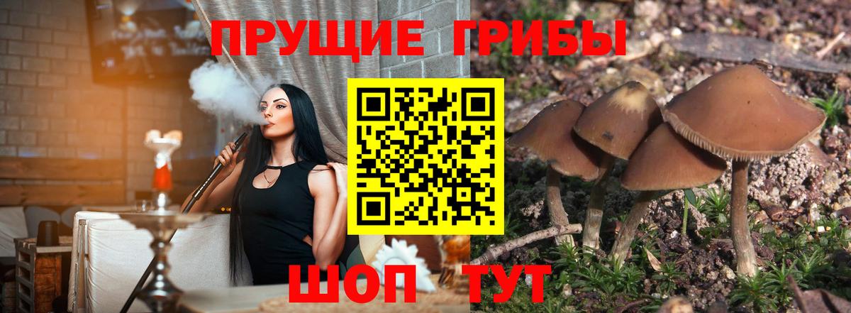 Гудермес  Псилоцибиновые грибы Psilocybine cubensis  Вход с VPN 
